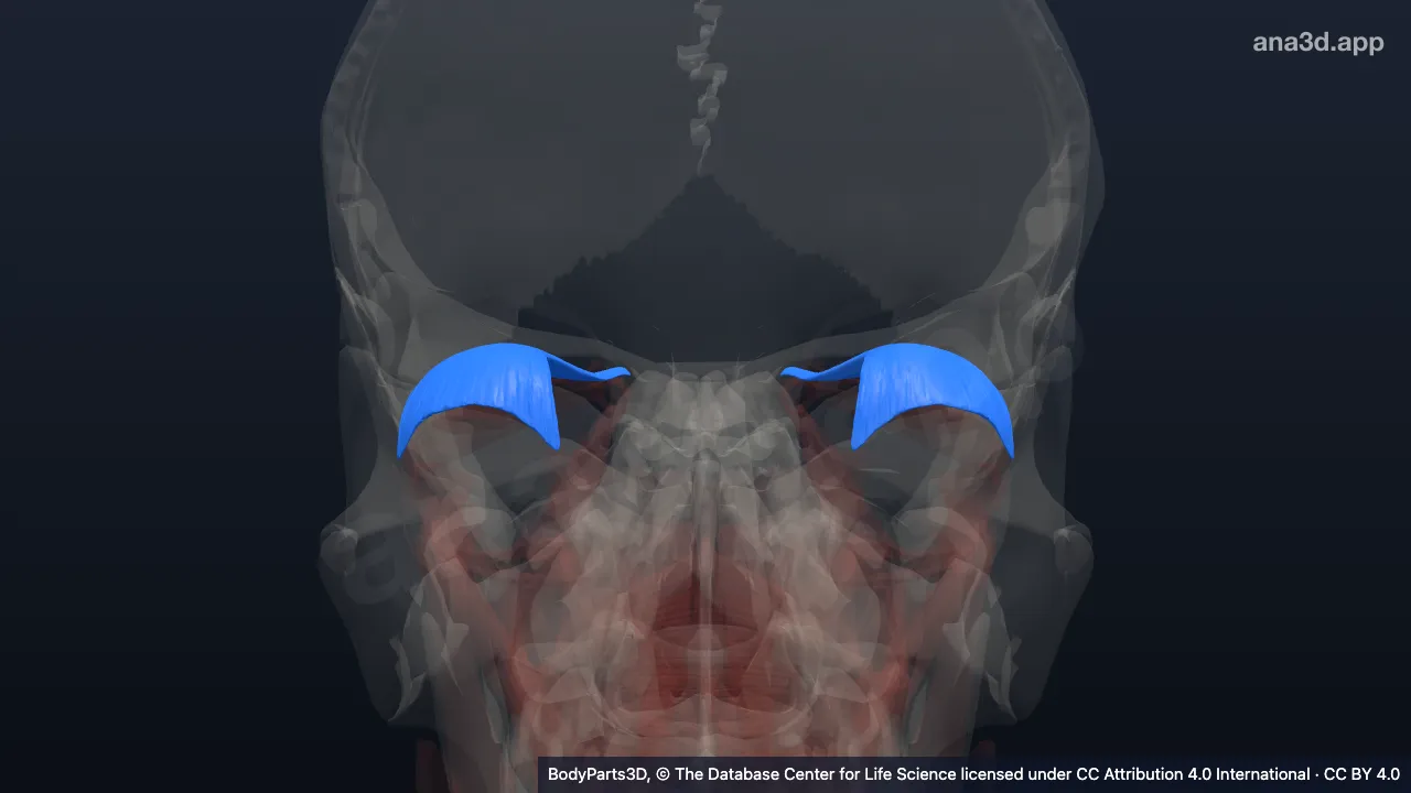 3D model: levator palpebrae superioris