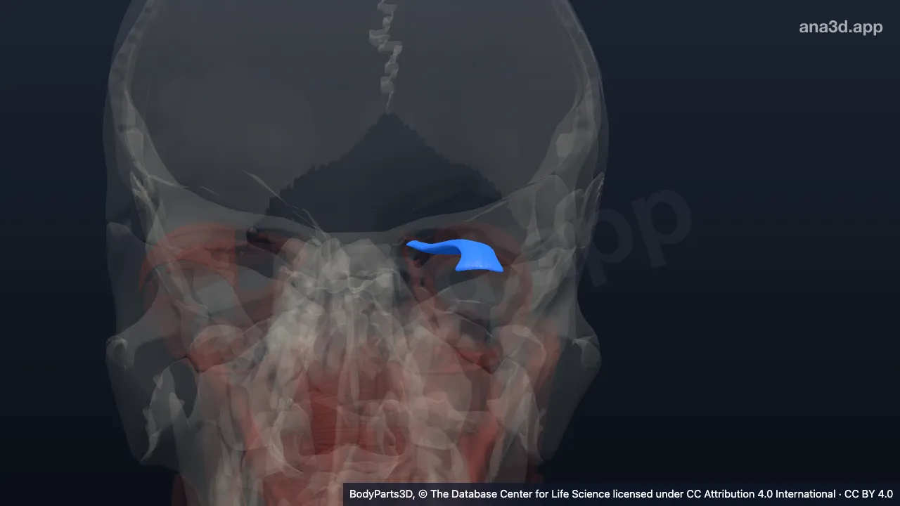 Model 3D: Otot rektus superior kiri