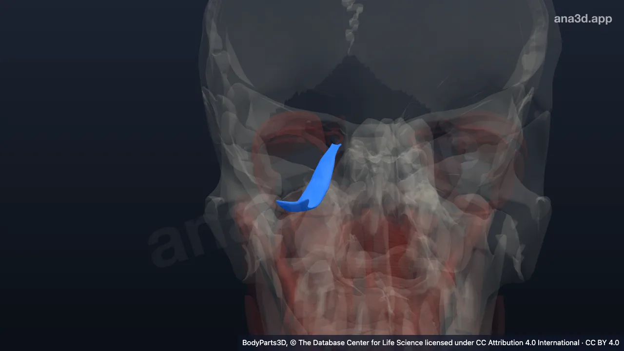 Modelo 3D: Músculo recto inferior derecho
