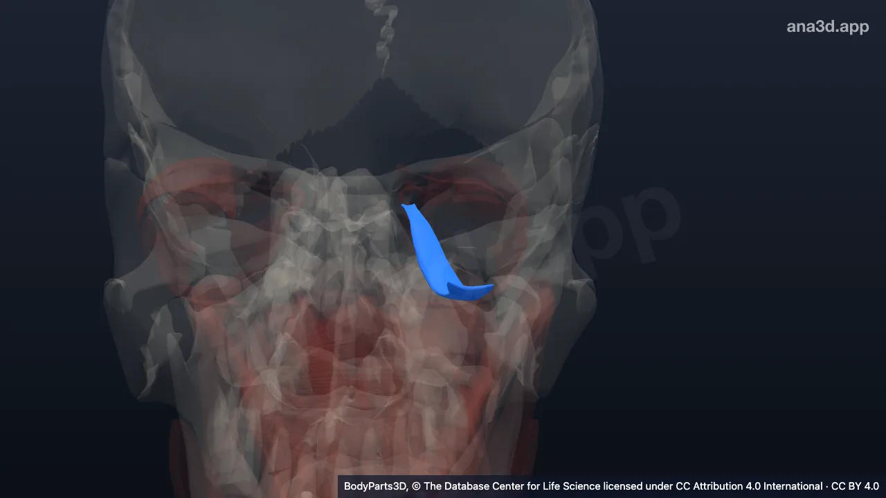 Model 3D: Otot rektus inferior kiri