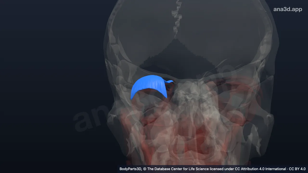 3D model: right levator palpebrae superioris