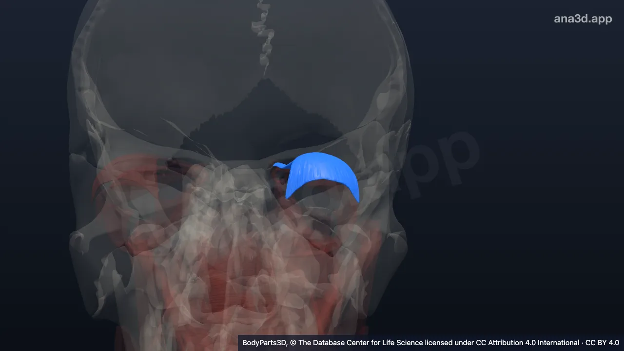 3D-Modell: Linker Musculus levator palpebrae superioris