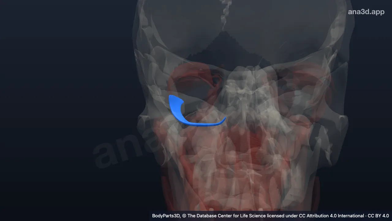 3D model: right inferior oblique