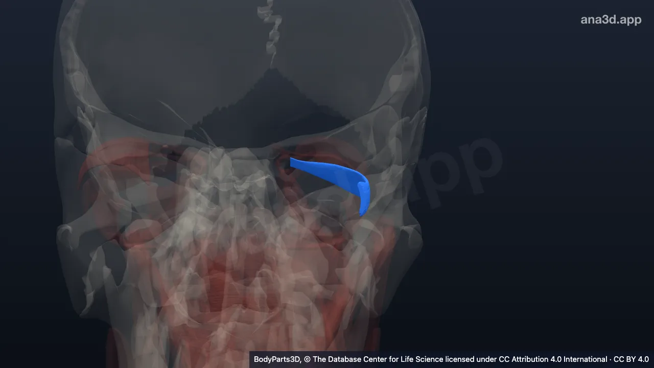 Model 3D: Otot rektus lateralis kiri