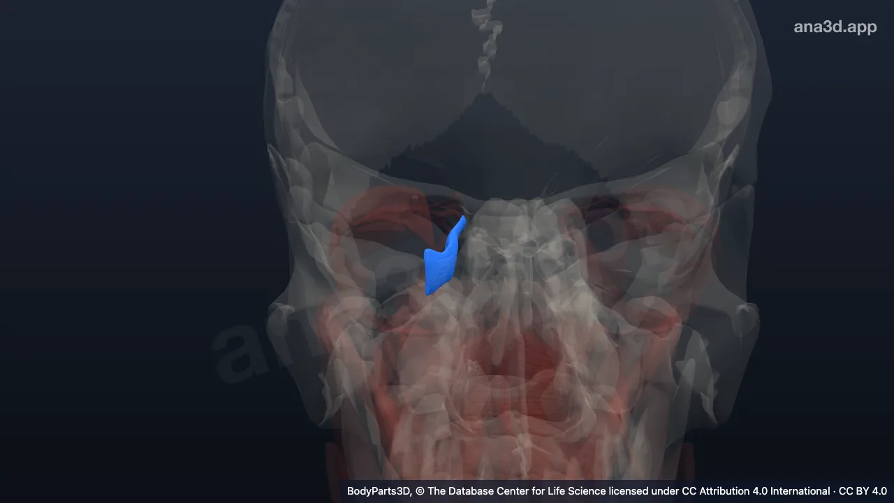 Modelo 3D: Músculo recto medial derecho