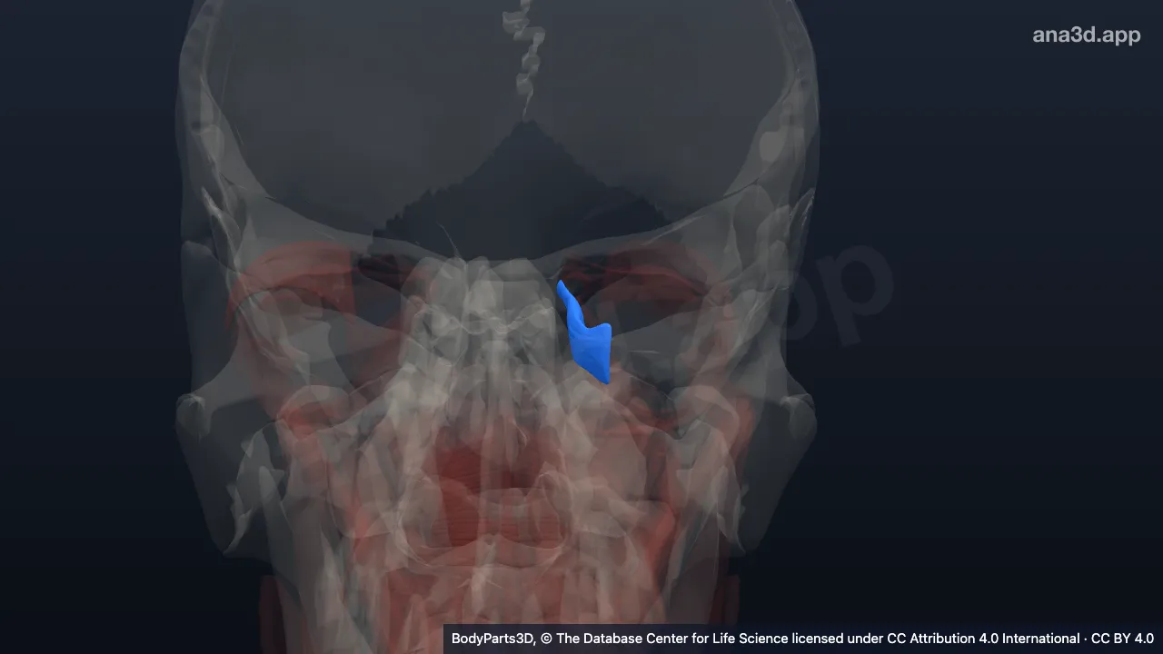 3D model: left medial rectus