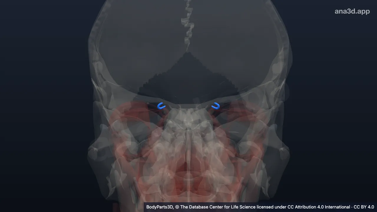 3D model: trochlea of superior oblique