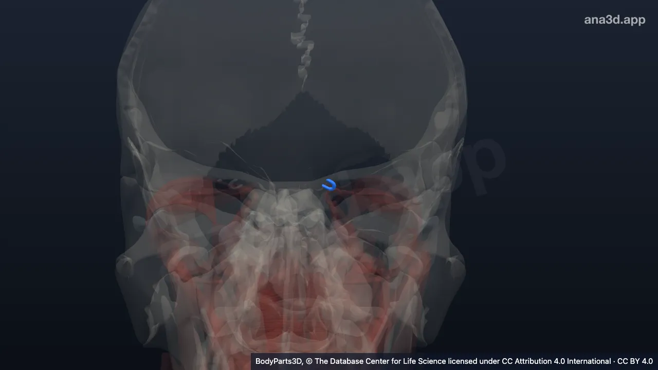 3D model: trochlea of left superior oblique