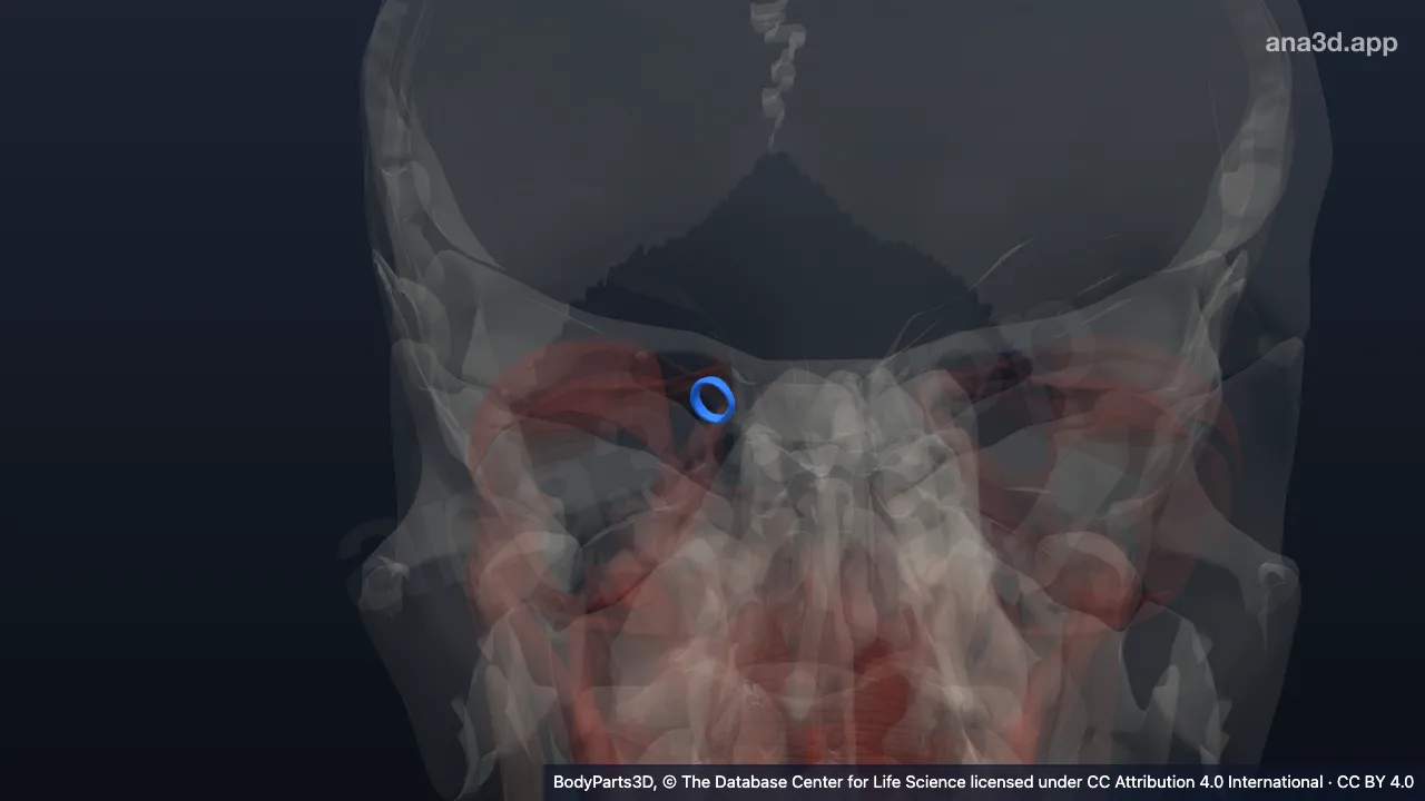 3D model: right common tendinous ring