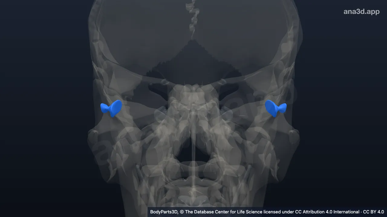 3D model: check ligament of lateral rectus