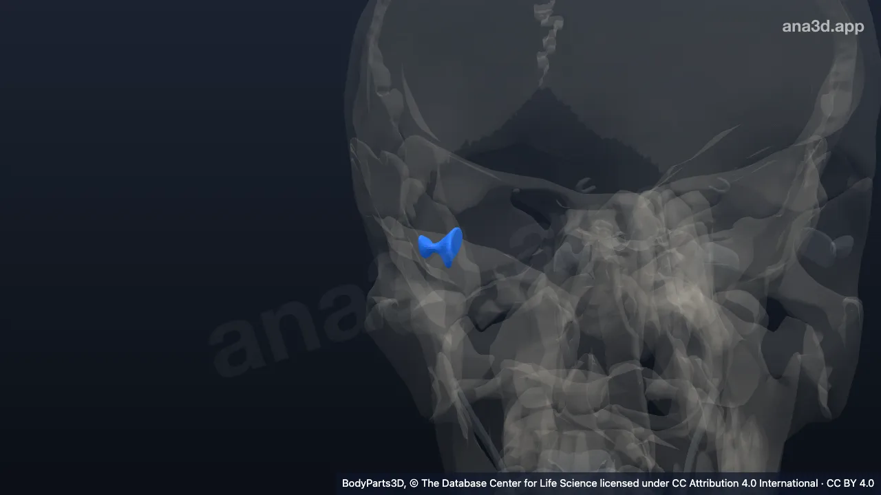 3D model: check ligament of right lateral rectus