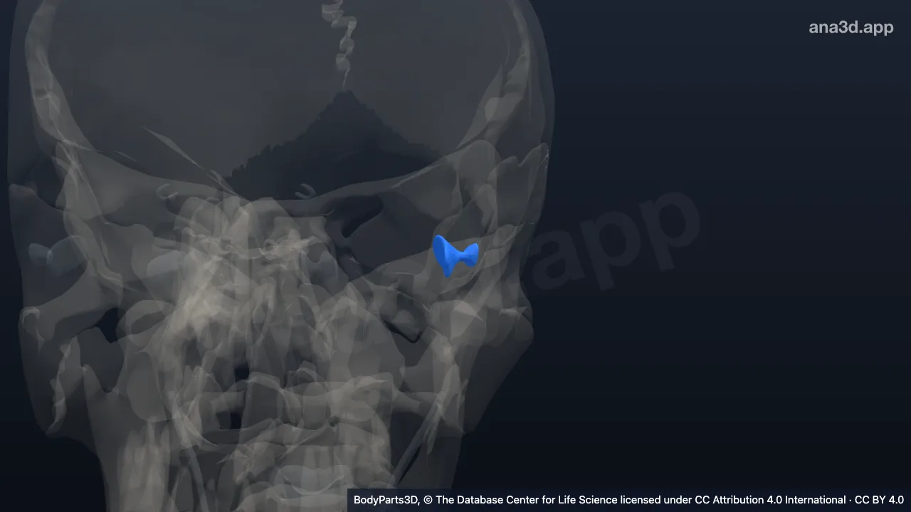 3D model: check ligament of left lateral rectus