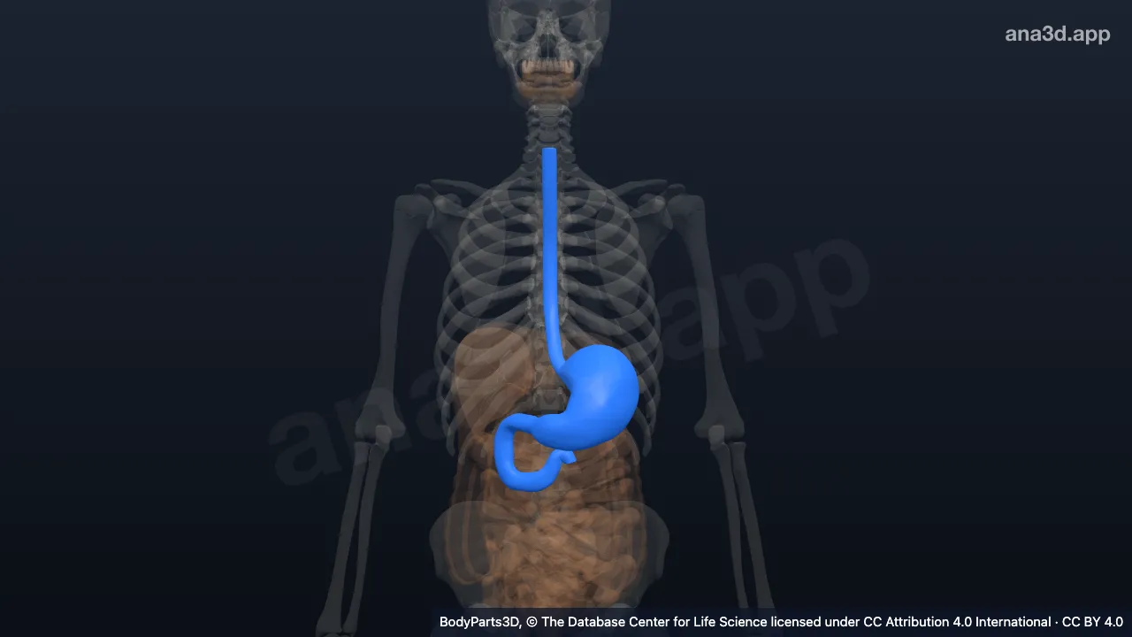 3D model: upper gastrointestinal tract