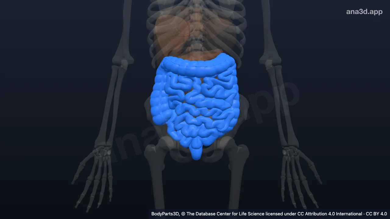 Modelo 3D: tracto gastrointestinal inferior
