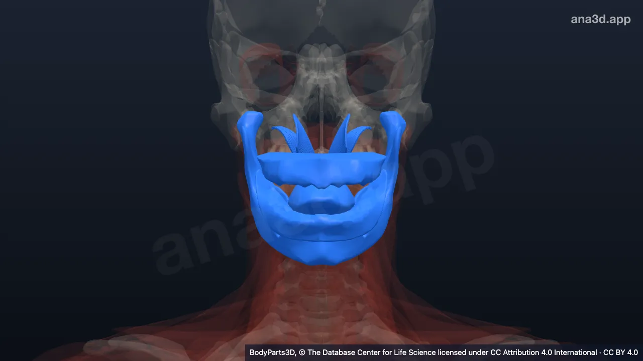 3D model: mouth