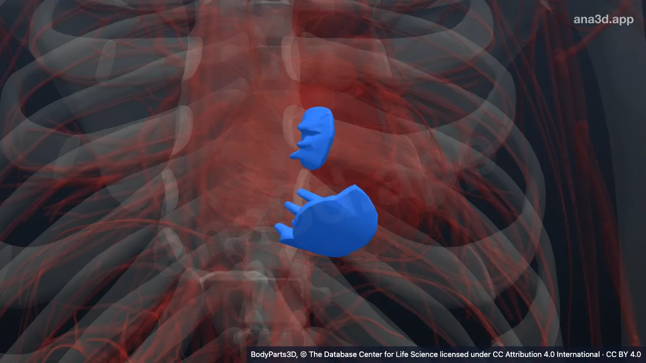 Mô hình 3D: Thành của phần buồng nhận tâm thất phải