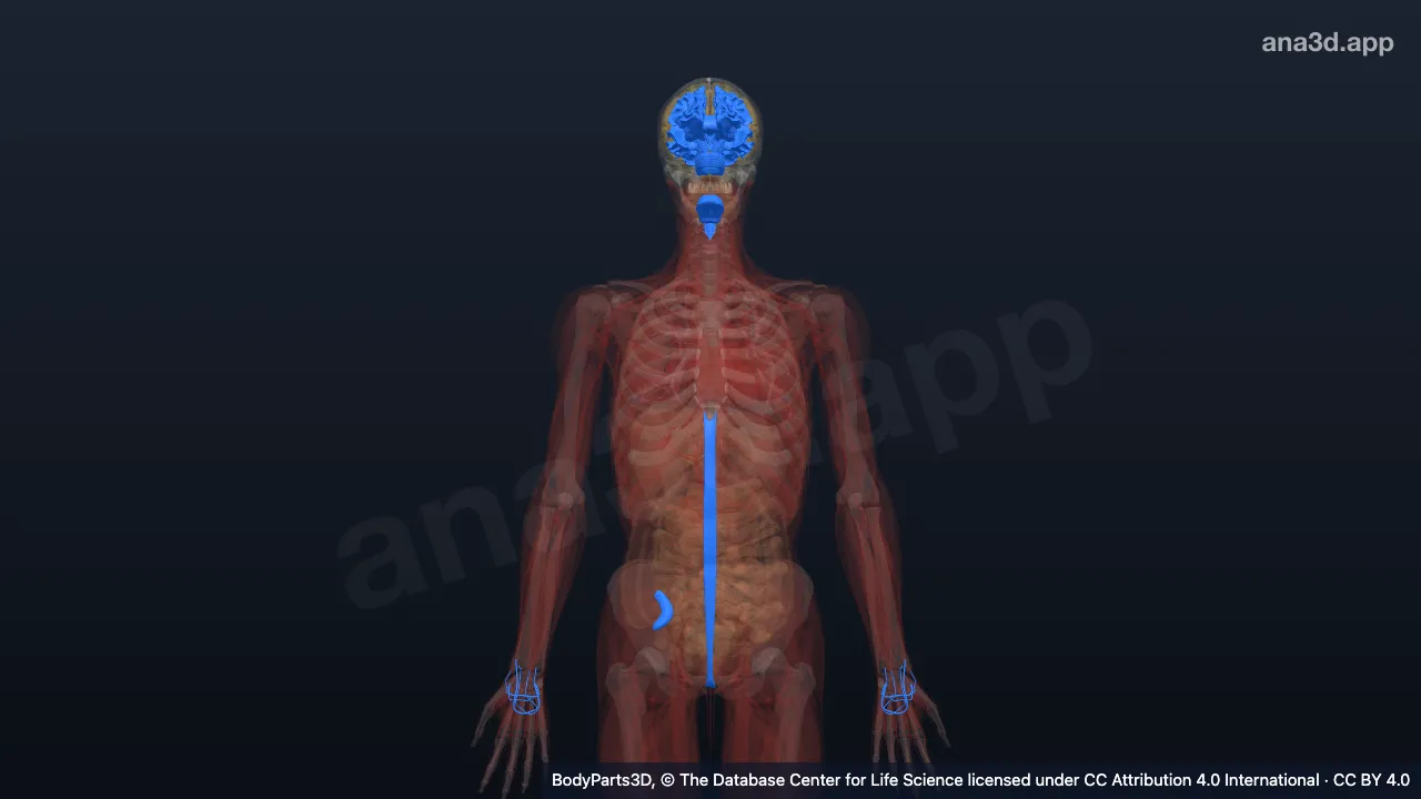 3D-Modell: Anatomischer Cluster