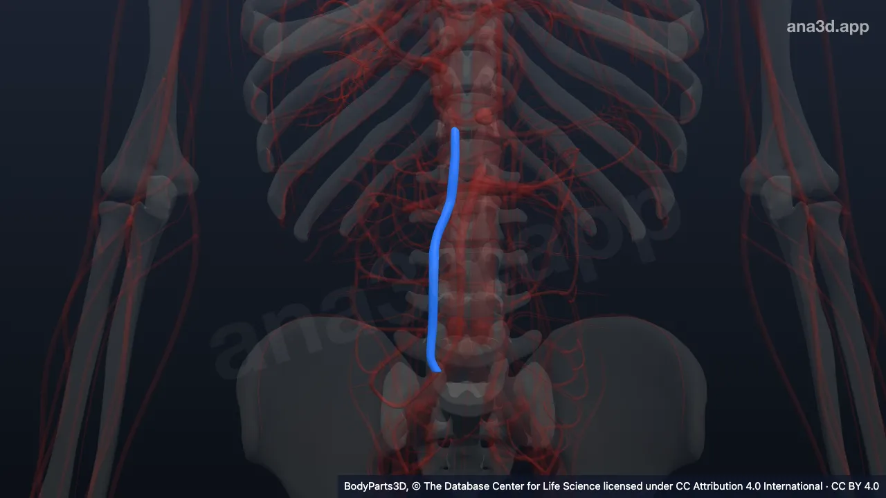 3D model: left ascending lumbar vein