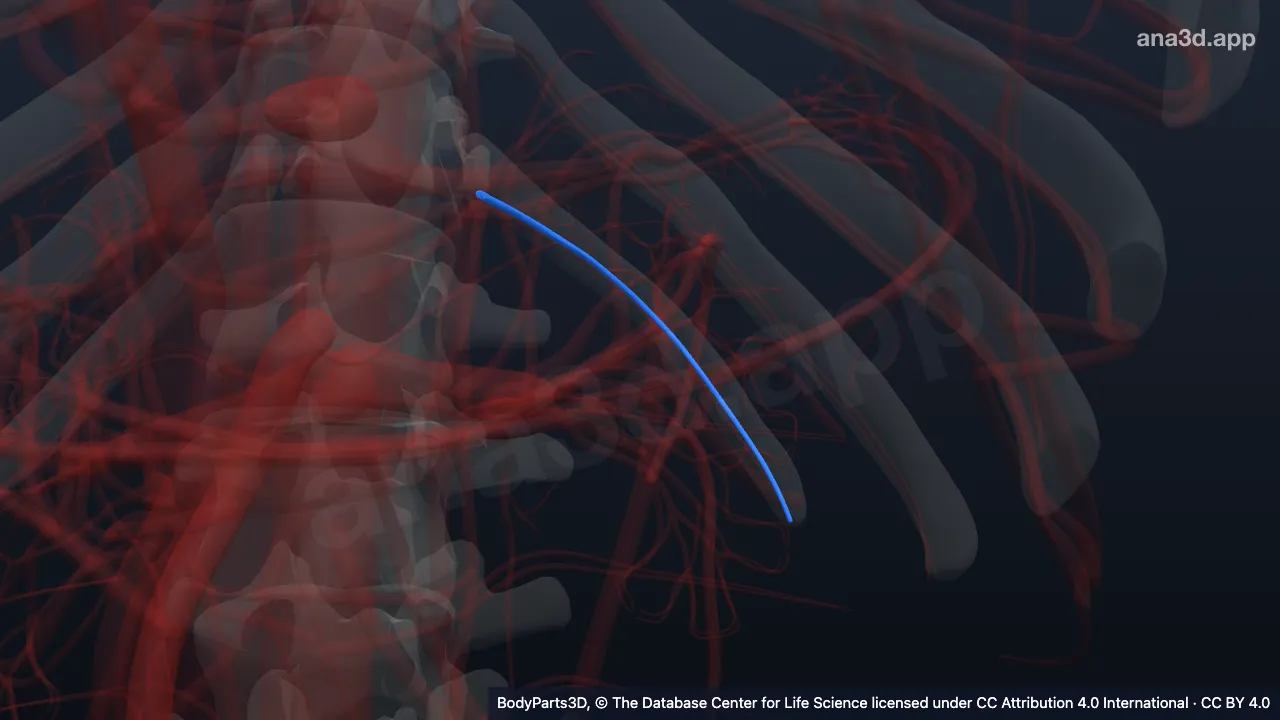3D model: left subcostal vein