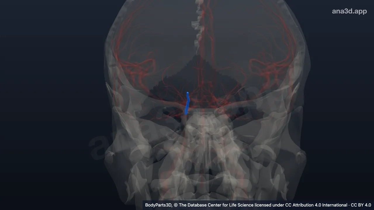 Modelo 3D: Arteria oftálmica derecha