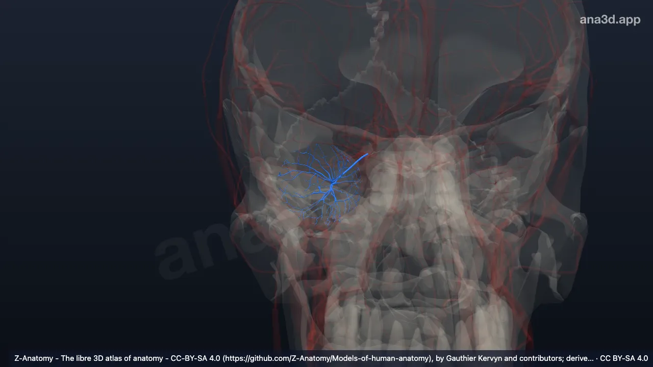 Modèle 3D : Artère centrale de la rétine droite