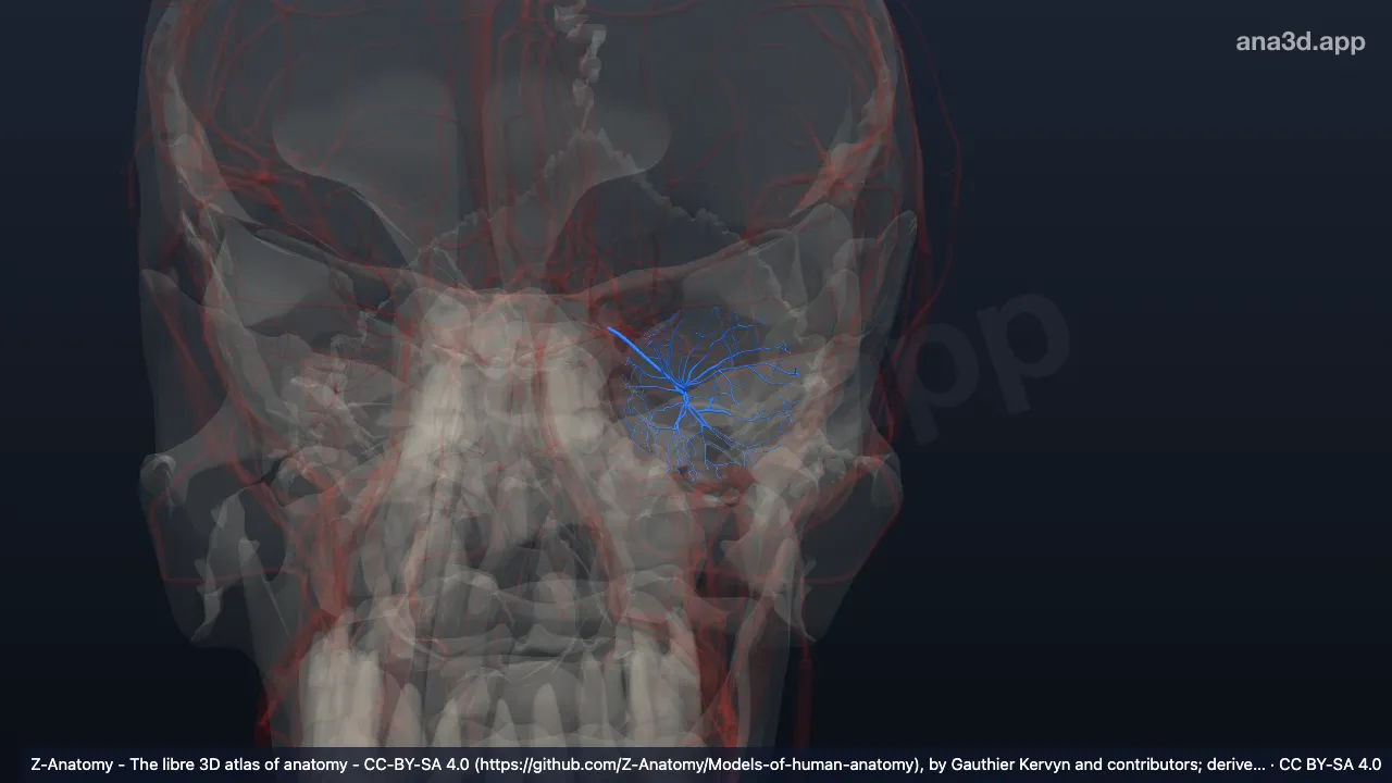 3D-Modell: Linke Arteria centralis retinae