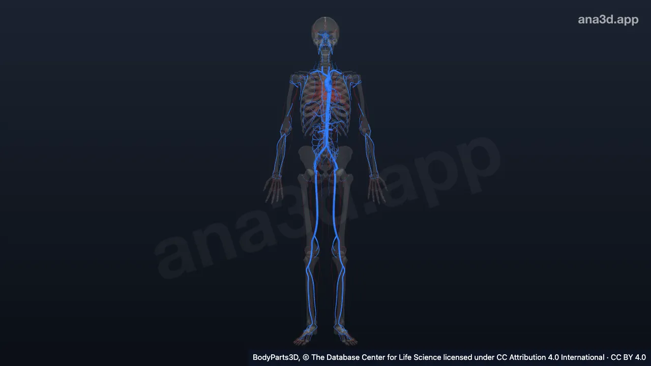 3D-Modell: Systemischer Arterienbaum