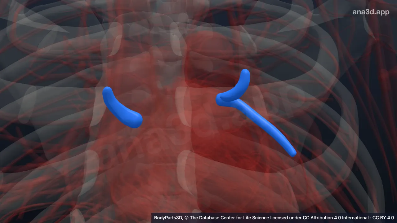 Model 3D: Vena pulmonalis superior