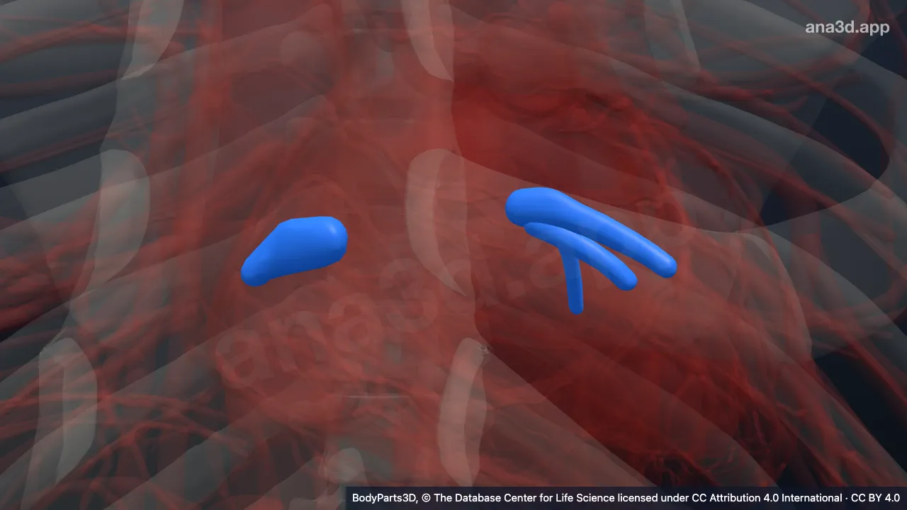 3D-Modell: Vena pulmonalis inferior