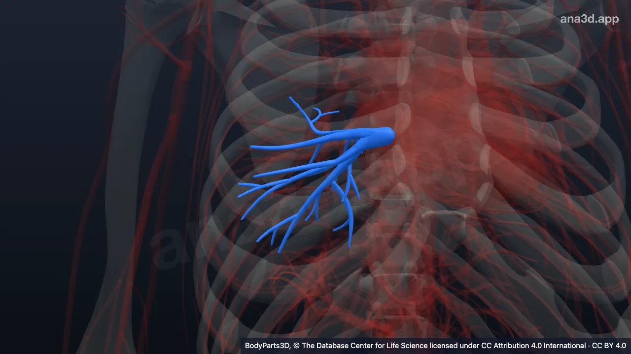 Modelo 3D: Veia pulmonar inferior direita