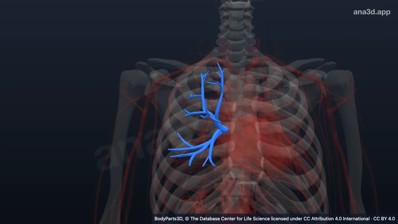 3D-Modell: Rechte Vena pulmonalis superior