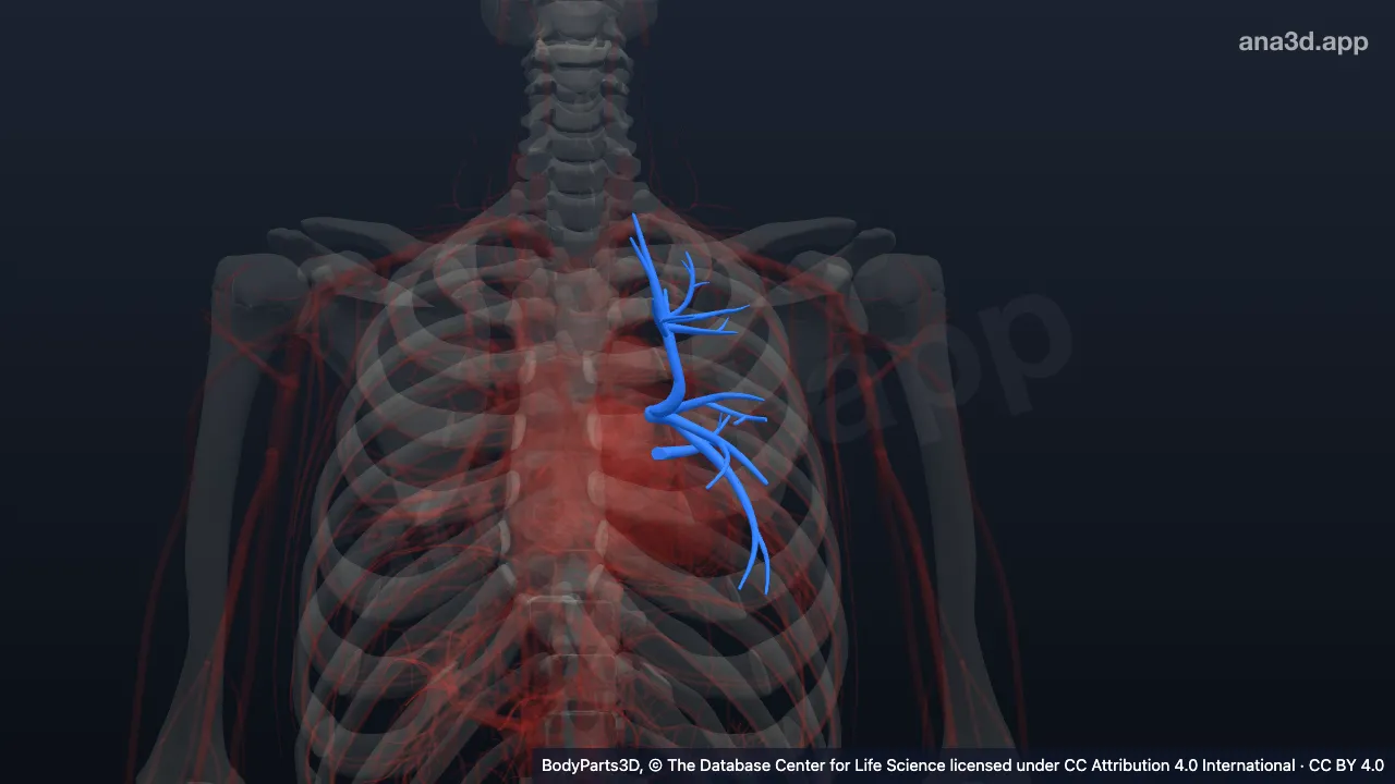 3D model: left superior pulmonary vein