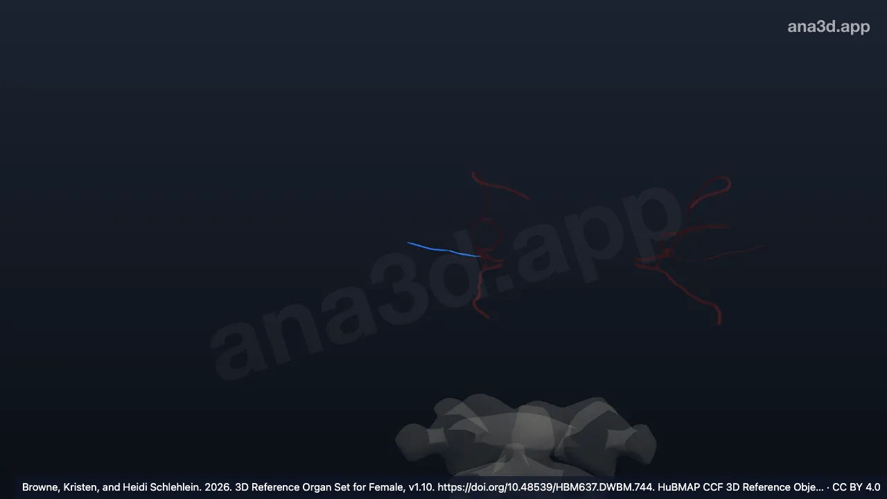 Modelo 3D: Arteria ciliar posterior larga derecha
