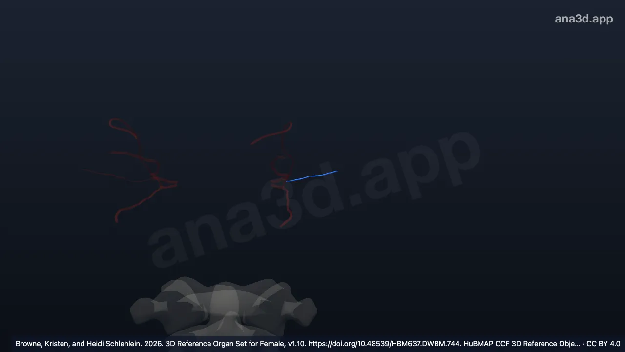 Modelo 3D: Arteria ciliar posterior larga izquierda