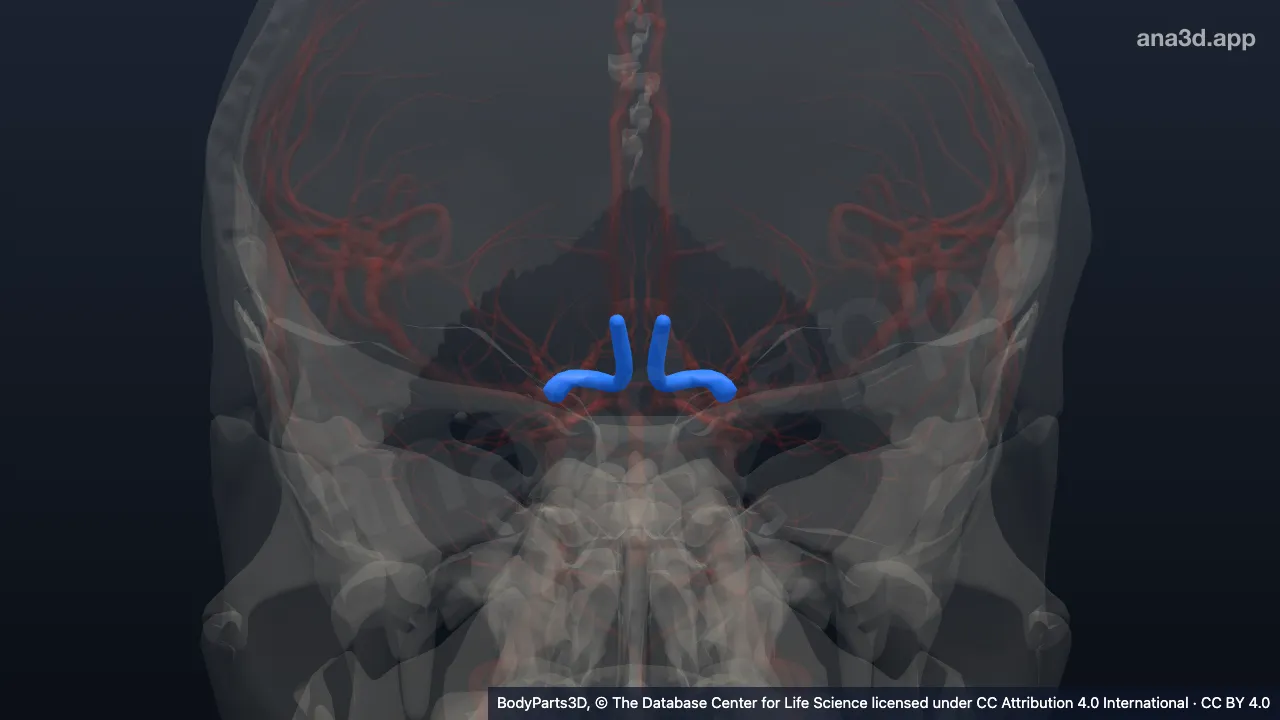 Modelo 3D: Artéria cerebral anterior