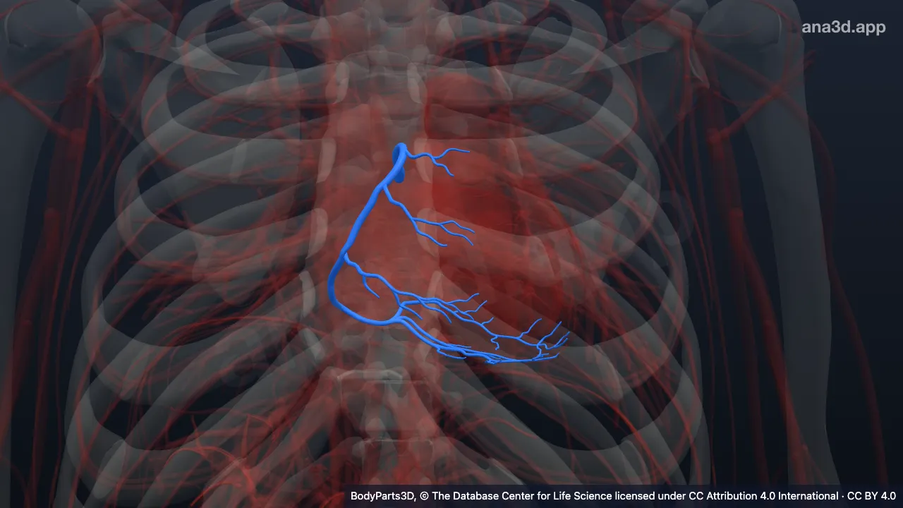 3D model: right coronary artery