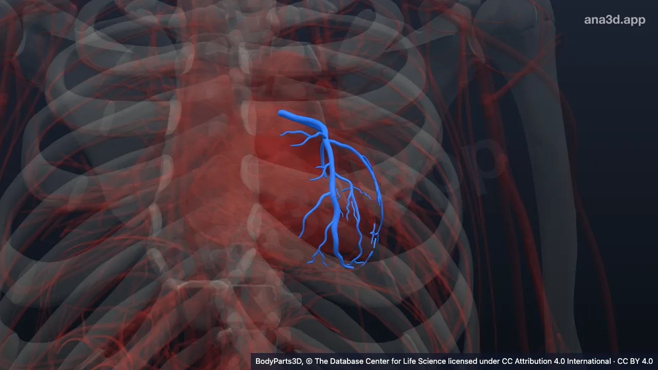 Model 3D: Arteri koroner kiri
