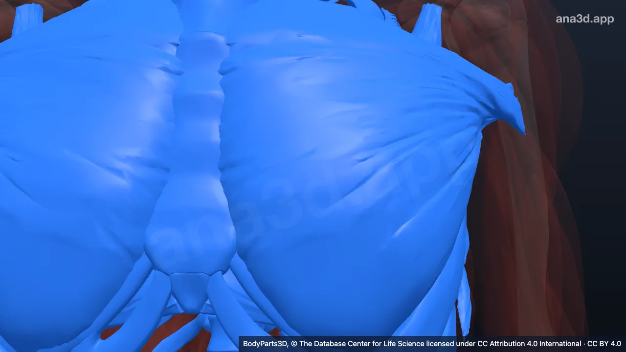 3D model: chest wall