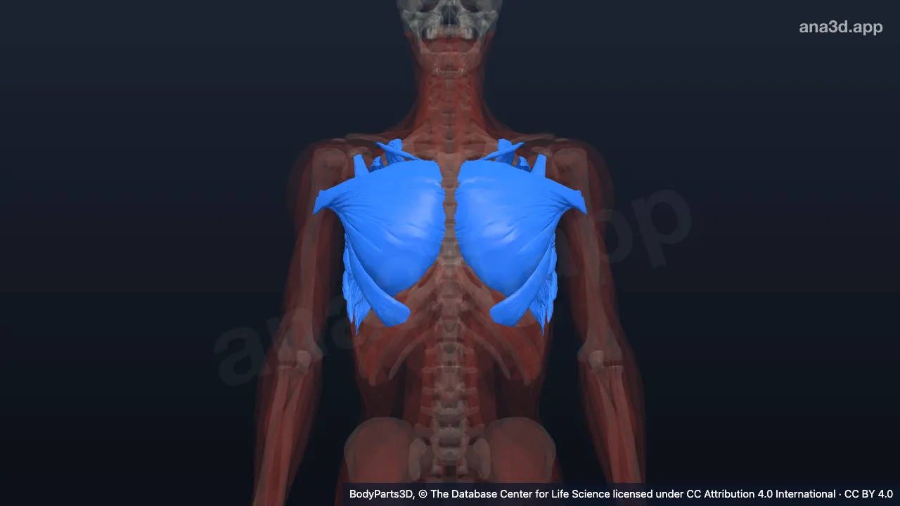 Mô hình 3D: Thành ngực nông