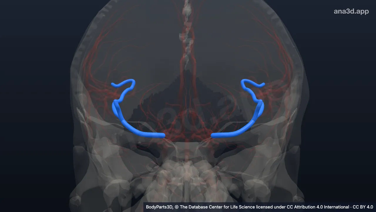 3D model: zone of middle cerebral artery