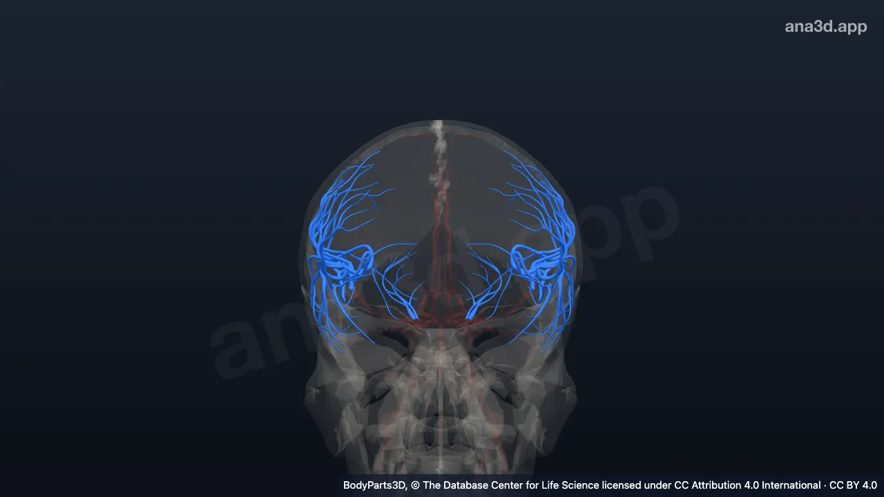 Modelo 3D: Ramo da artéria cerebral média
