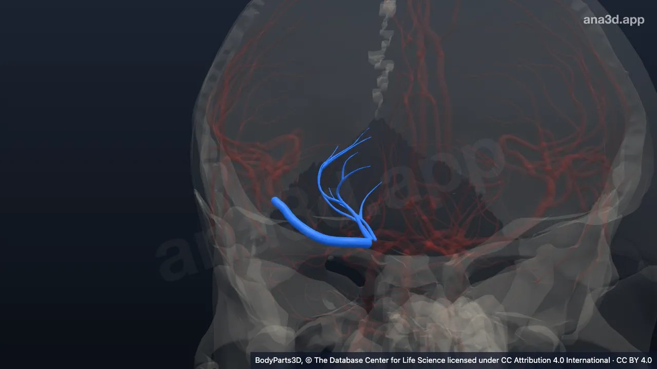 3D model: right middle cerebral artery