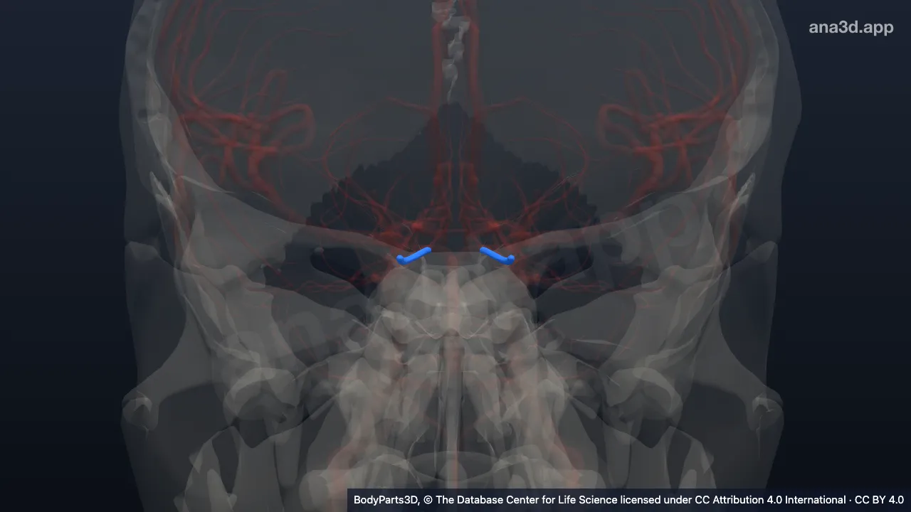 Modelo 3D: artéria comunicante posterior