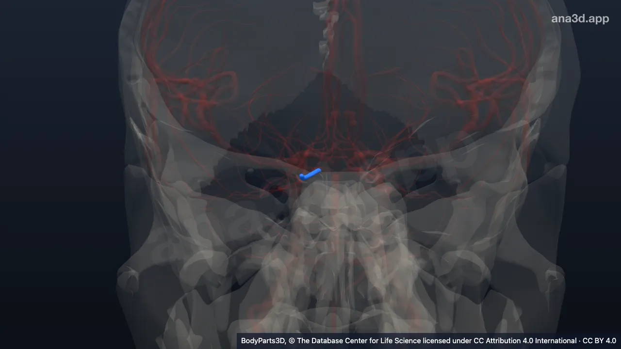 3D model: right posterior communicating artery