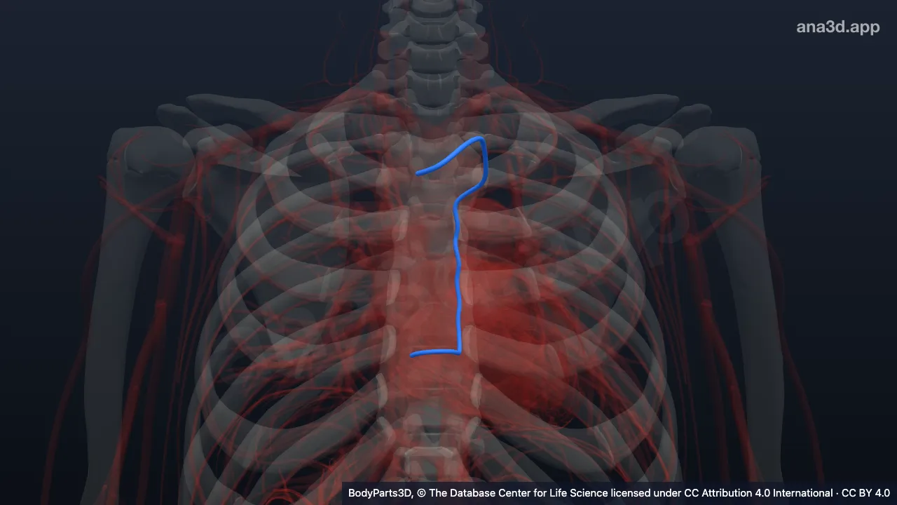 Modelo 3D: Vena hemiácigos accesoria