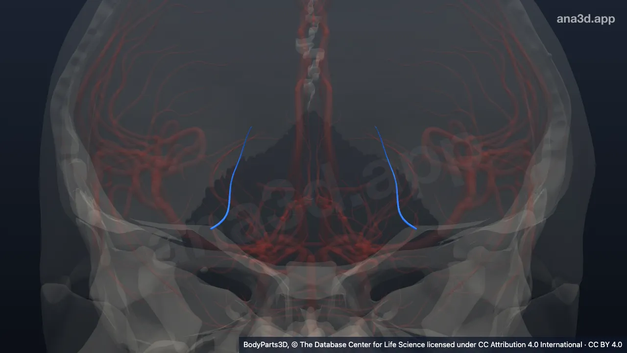 Modelo 3D: Ramo da artéria corióidea anterior