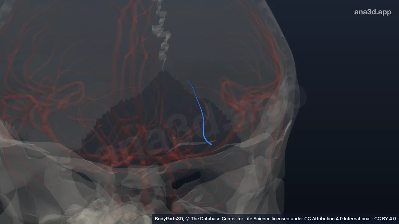 Modèle 3D : Branche de l'artère choroïdienne antérieure gauche pour le bras postérieur de la capsule interne gauche