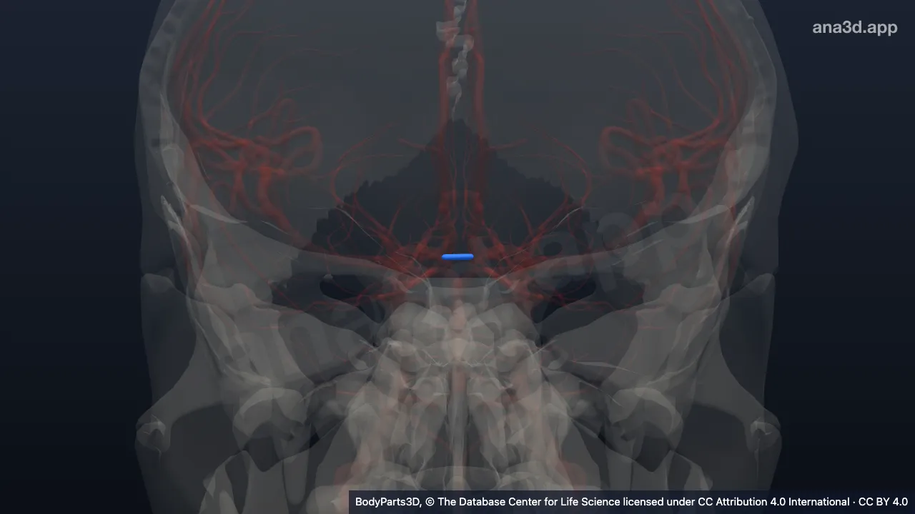 Model 3D: Arteri komunikans anterior