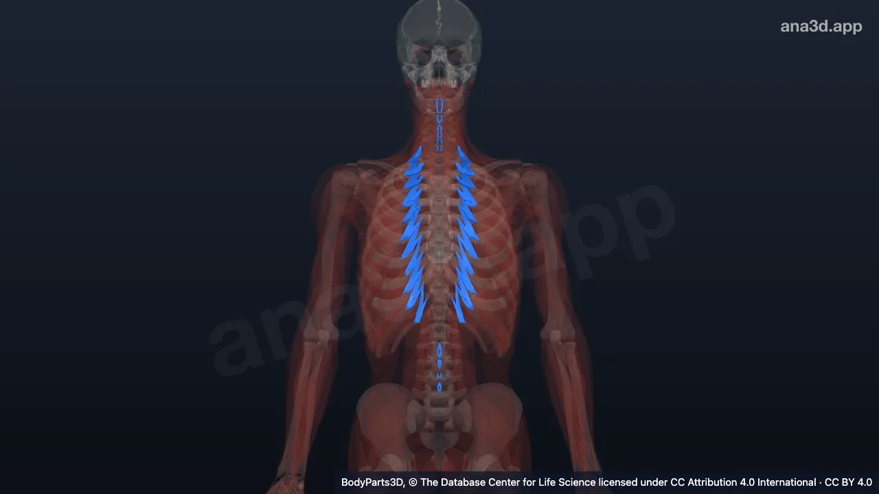 3D model: musculature of subdivision of trunk