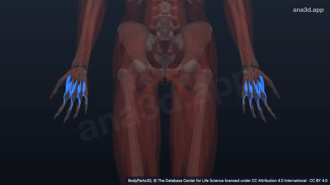 3D model: musculature of subdivision of upper limb